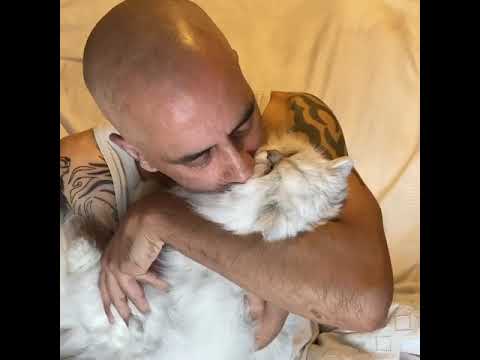 Fluffy Persian Cat morning cuddles