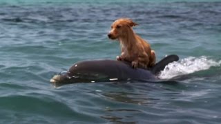 DOLPHIN &amp; DOG SPECIAL FRIENDSHIP - Vangelis: Song Of The Seas