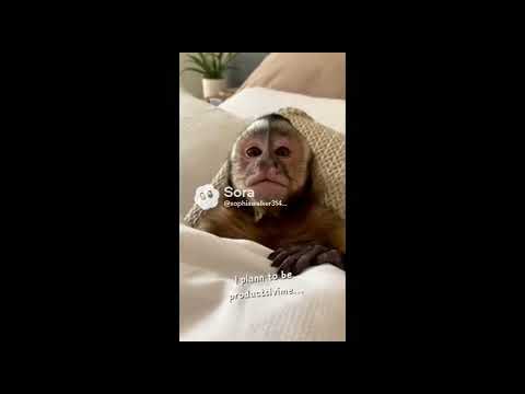 POV: Monkey