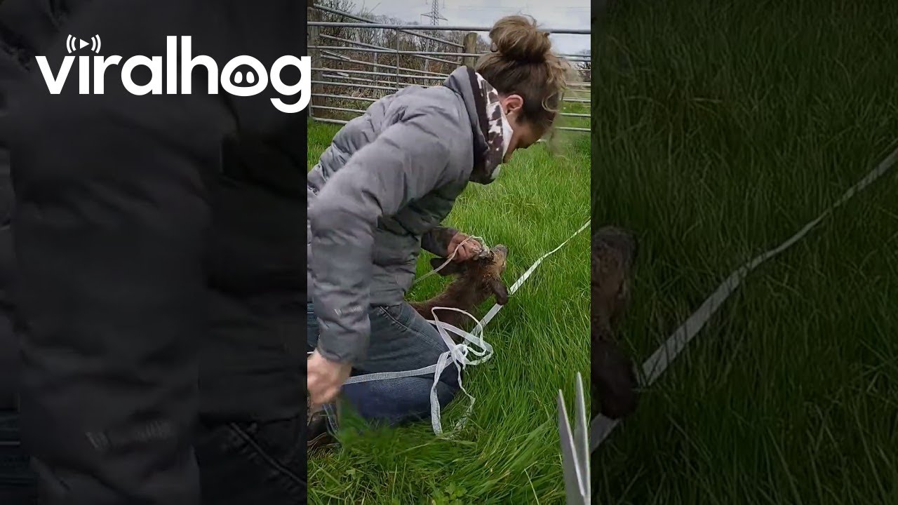 Helping a Deer Tangled in Fence Tape || ViralHog