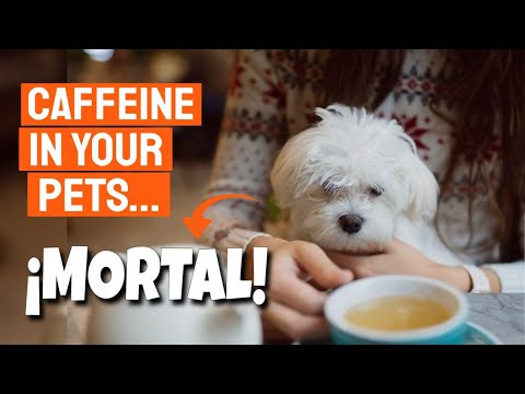 🐶CAFFEINE IN PETS ☕(Tips to Keep in Mind)