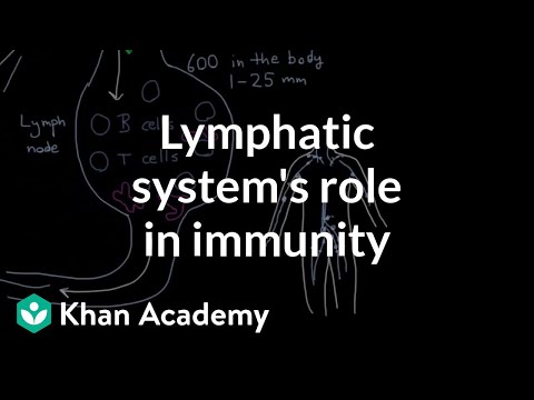 淋巴系統在免疫力中的作用是什麼 (What is the lymphatic system's role in immunity)
