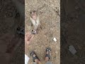 monkey Seth thank you