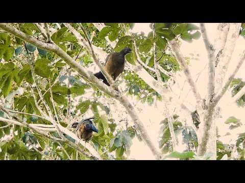 Aracuã-do-pantanal: Casal! (Ortalis canicollis), Chaco Chachalaca, Charata, Aves silvestres.