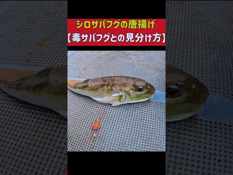 超危険な毒サバフグとサバフグ(カナトフグ)を見分ける術 #釣り #水中映像 #サバフグ