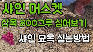 #샤인머스켓모종심는방법  #포도나무심는방법 #샤인머스켓재배기술  #비닐하우스 #비가림하우스
