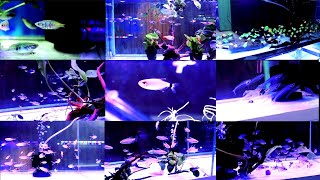 Maximum Types of Tetra Fish's at Fish Point Sarojini Nagar || Fish & Aquarium Hobby || 1080 HD