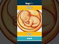 fetus - feto video thumbnail