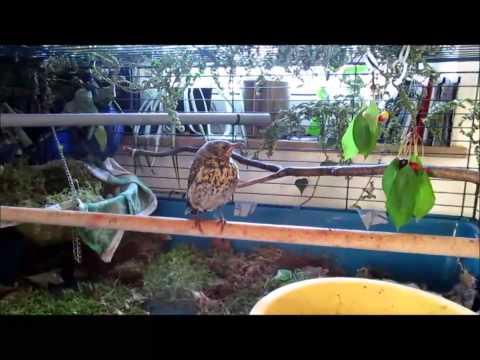 Die kleine Drossel - vom Findling bis zum Abflug Teil 2 (von 2)- Aufzucht - Treffen in der Freiheit