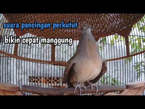 Perkutut lokal gacor suara nantang bunyi manggung.