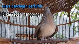 Download lagu Perkutut lokal gacor suara nantang bunyi manggung. mp3