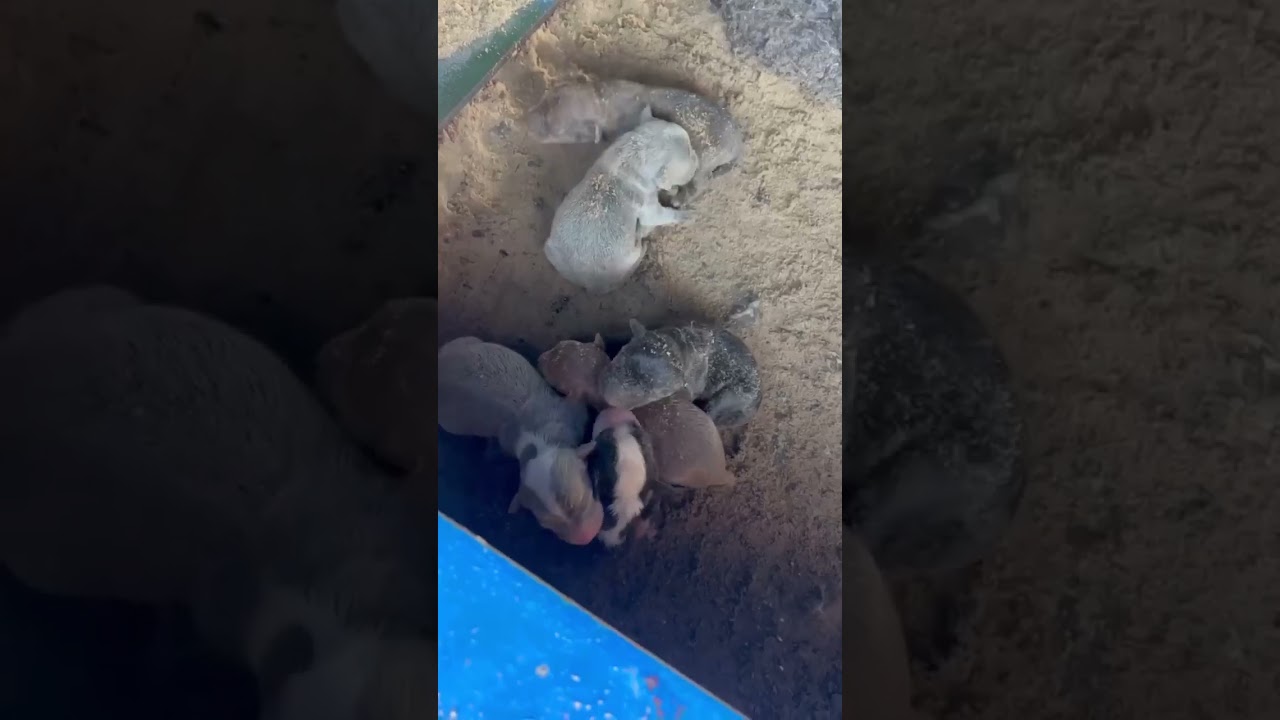 Mom, Dad, and Puppies video