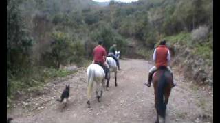 preview picture of video 'Horseback Riding - Madeira Island'