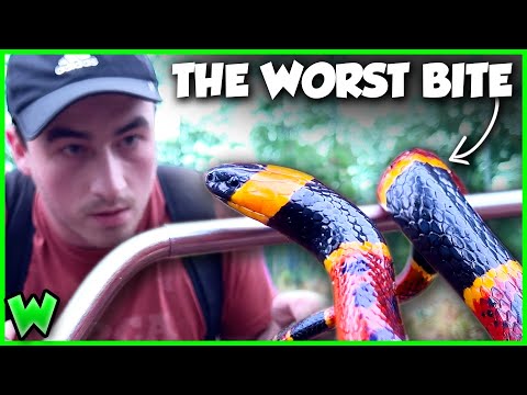 The DEADLIEST BITE in the US? The Secret of the Coral Snake