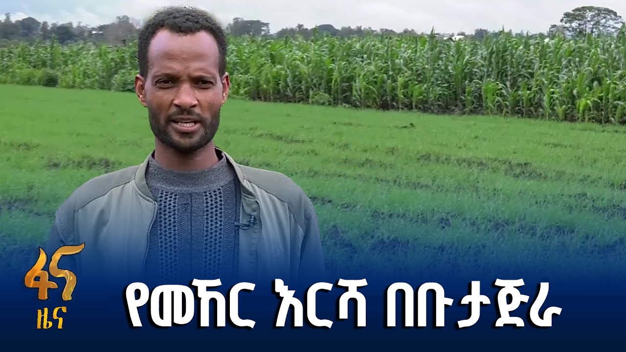 የመኸር እርሻ በቡታጅራ ከተማ