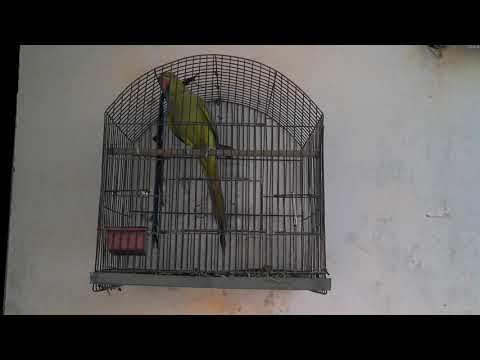 Adeeba birds farm & pets