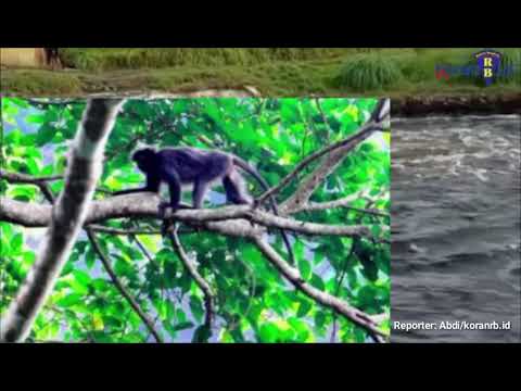 Flora dan Fauna Endemik Danau Dendam, Diambang Kepunahan