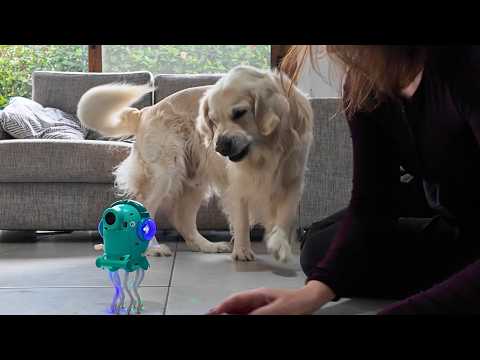 Funny Golden Retriever Goes Crazy Over Dancing Jellyfish Toy