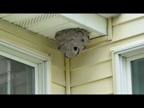 Bald-Faced Hornets Found Under the Soffit in...