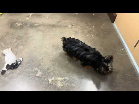 Yorkshire Terrier - 306 video preview