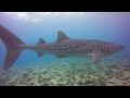 Maldives diving 2015 - žralok velrybí (Whale shark, Rhincodon typus)
