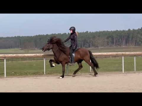 Randalín vom Kronshof