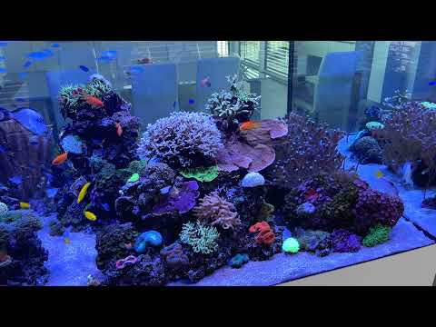 Aquarium Update 2021/08 4K 🙂