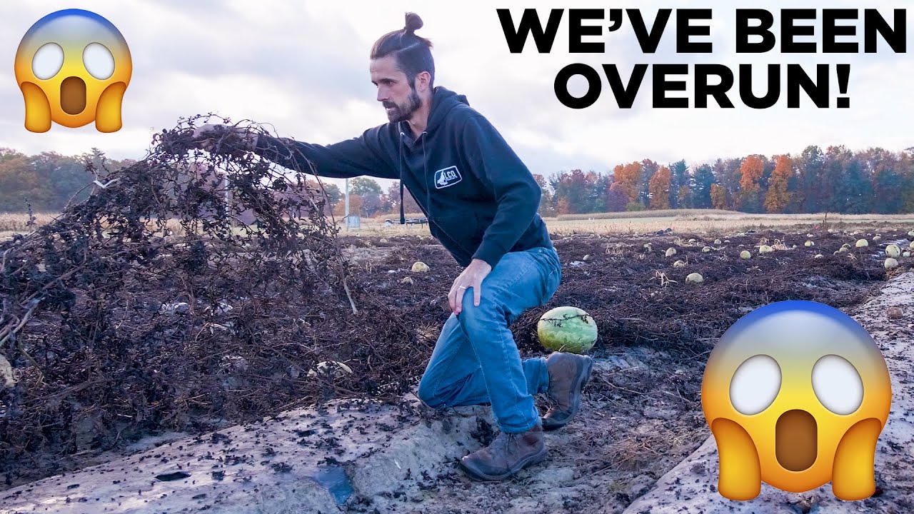 Tips To Make Plastic Removal Easy | Lifting Plastic In A Watermelon Patch