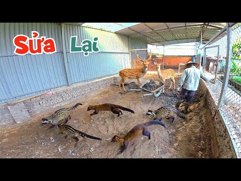 Sửa Lại Chuồng Đà Điểu Cho Dự Án Nuôi Hươu Sao Chồn Và Cầy Hương / Quế Nghịch