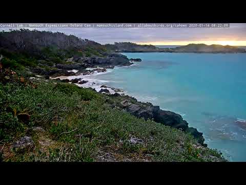 Beautiful Sunrise on Nonsuch Island | #CahowCam | Bermuda Petrel | Nonsuch Expeditions | Cornell Lab
