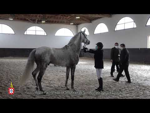 210203 12 Maravilha - Aprovação de Garanhões