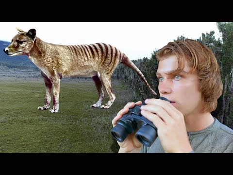 Extinct Tasmanian Tiger (THYLACINE) Sighting in AUSTRALIA! Part 2