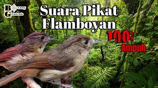 Download lagu 🔴 Suara Pikat Dan Pancingan Flamboyan Pasti Gacor mp3