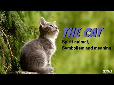 The Cat Spirit Animal