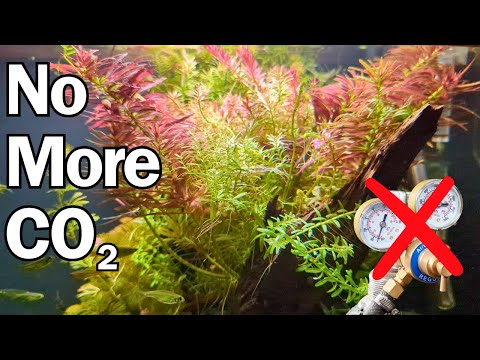 What happens when you turn CO2 off in planted aquarium?