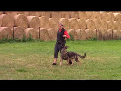Jasper z Atarova sadu - obedience - 9 months