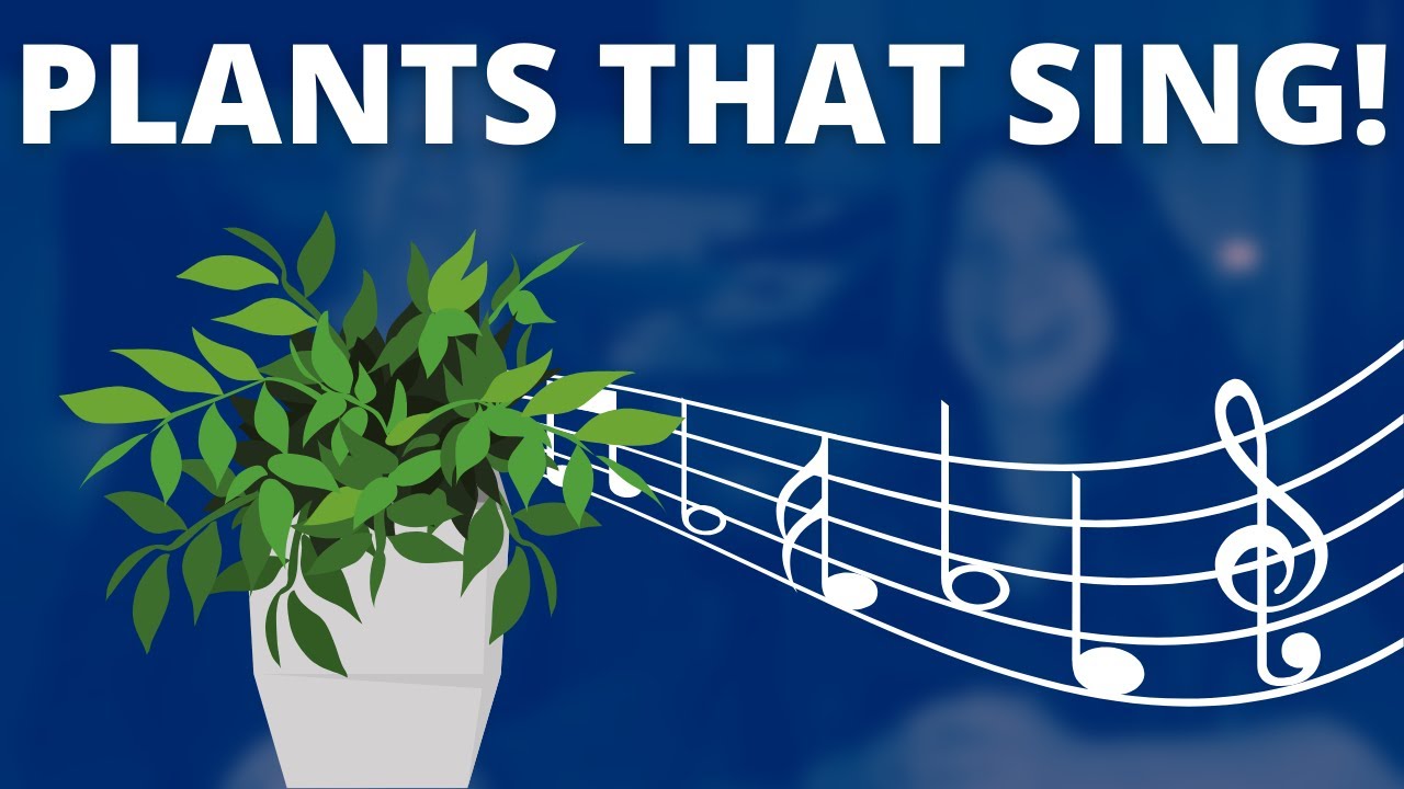 WHAT DO YOU THINK YOUR PLANTS WOULD SING TO YOU?