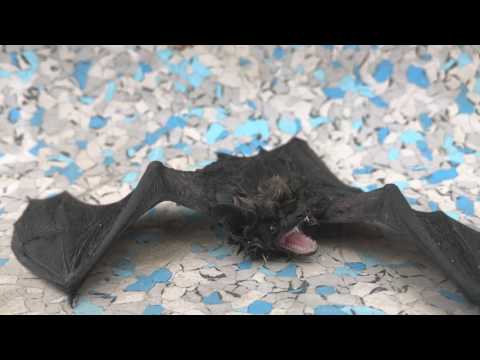 Megmentett Denevér hangja - Rescue bat voice