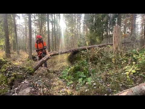 Upparbetning av Vindfälle från "fel" sida med motorsåg!