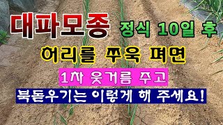 [텃밭농부 1,429]  대파모종 정식 11일 후 허리를 쭈욱 펴면 1차 웃거름 주고 북돋우는 방법. #대파…