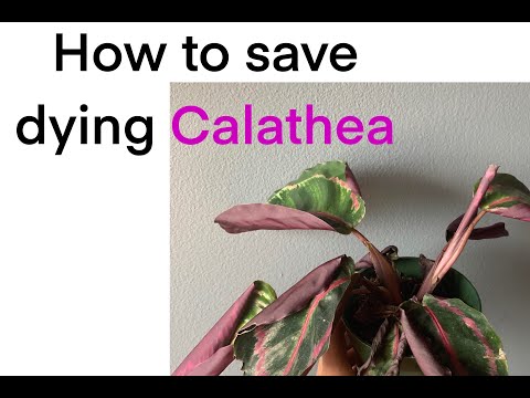 How to save your plant Calathea from dying and leaf problems