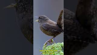 Download lagu BURUNG APAKAH INI SURANYA SANGAT MERDU.#burungkicaudialamliar mp3