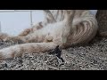 Funny Cute Pet Street Wild Cat Kitten Dog Animal Bird Fish Viral Shorts Video Clickslick