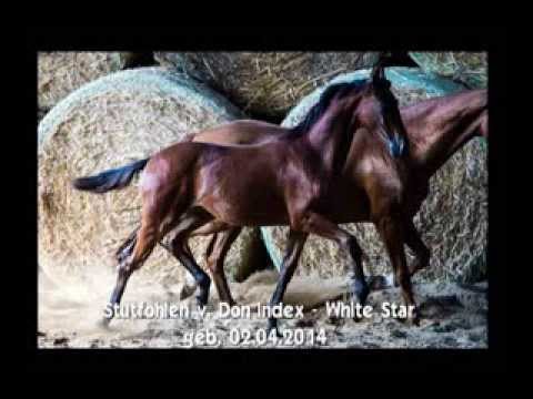 DUFFY - Stutfohlen v. Don Index - White Star