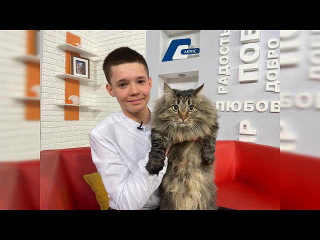 Герои рубрики "Живая среда" - Сибирский кот "Кекс" и его юный хозяин Данил