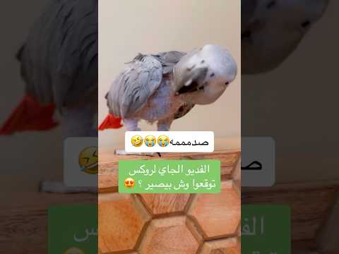 #ببغاء #ببغاء_يتكلم #يوميات #اكسبلور