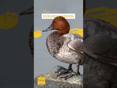 Explore The Enchanting Dheer Beel