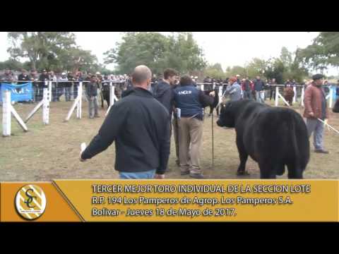 18-05-17 Jura Macho En Lote Individual - 76º Exposición Angus de Otoño - Bolivar