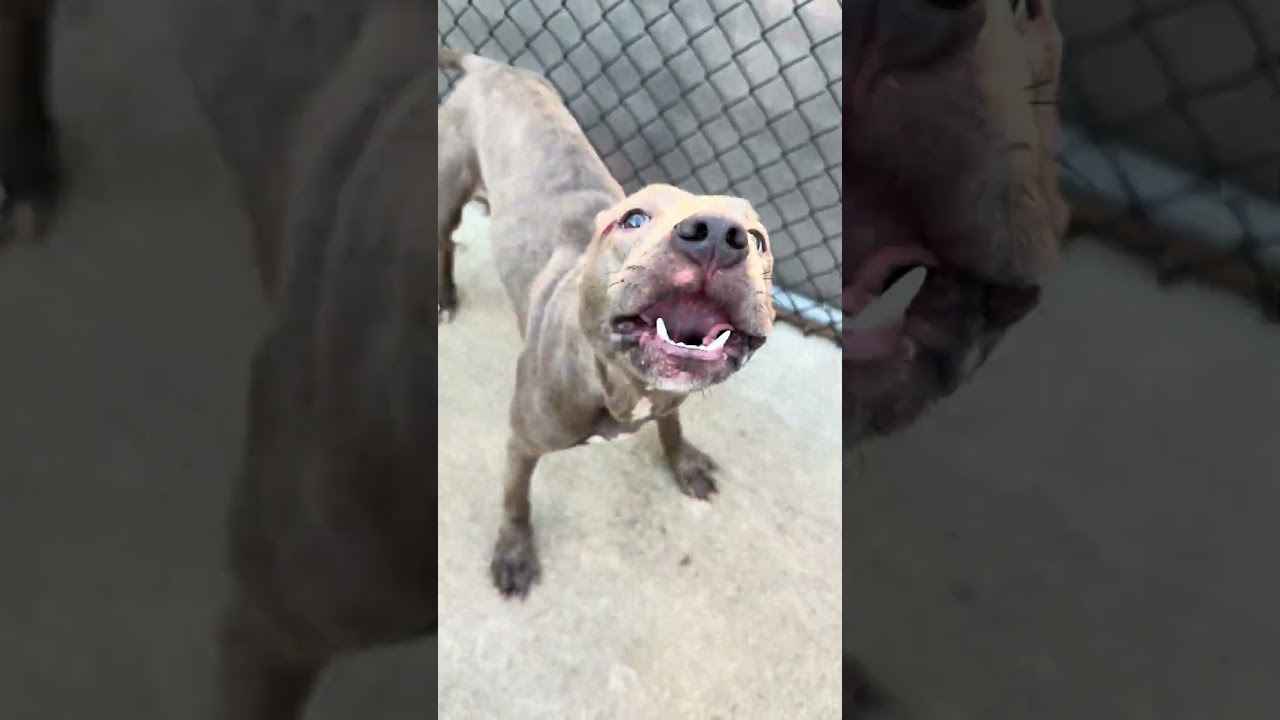 Enlarge Carolina, a ADOPTABLE Pit Bull Terrier in Chicago, IL video 6/6