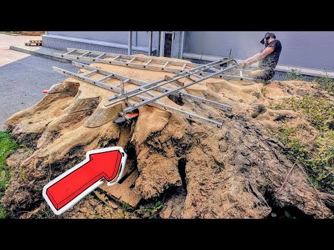 A shocking find in an ancient oak stump